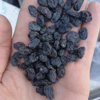 مویز ترکمن ۴ بدون هسته|خوردنی و آشامیدنی|قزوین, |دیوار