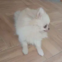 سگ پامرانین عروسکی