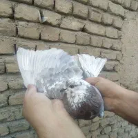 کفتر گرفتنی پرشی از بلندی|پرنده|صباشهر, |دیوار