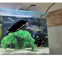 ماهی پرکسیموس و بلواکارا