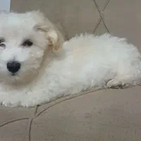 واگذاری سگ|سگ|مشهد, امیرآباد|دیوار