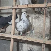 کبوتر غریب|حیوانات|کرج, کوی کارمندان جنوبی|دیوار