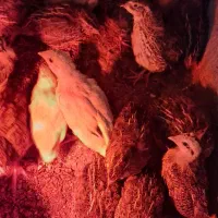 بلدرچین های بالغ