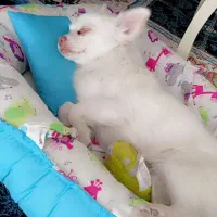 سگ پامر|سگ|نظرآباد, نجم آباد|دیوار