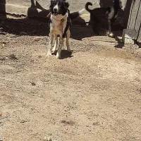 واگذاری‌چند‌قلاده‌سگ