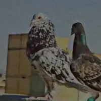 کفتر سار سرور سیاه