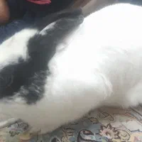 واگذاری خرگوش دستی