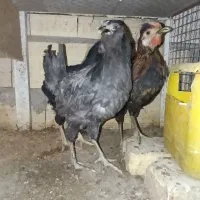 خروس ومرغ گلین