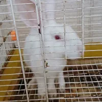 خرگوش چشم رنگی