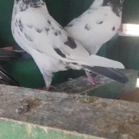 سه عدد حیوون درجه یک|پرنده|بندرعباس, |دیوار