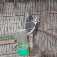 عروس هلندی وایت نر