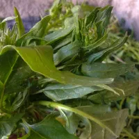 اسفناج تکمران