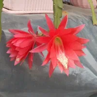 اهداتخمک ورحم جایگزین