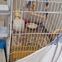 عروس هلندی لوتینو