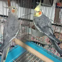 عروس هلندی مولد