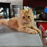 گربه پرشین کلاسیک ۶ ماهه