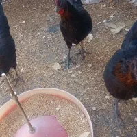 مرغ سیاه بومی