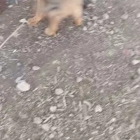 سگ جوان|سگ|خرم‌آباد, |دیوار