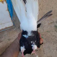 دم سفید|پرنده|کنگاور, |دیوار