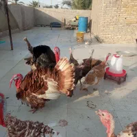 بوقلمون برای فروش