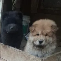 سگ چاو چاو اصیل زبان بنفش