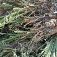 فروش درخت مضافتی