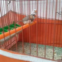 فنچ کینگ نر|پرنده|تهران, ارجمندی راد|دیوار