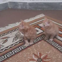 ۴ عدد گربه جهت واگذاری