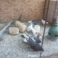 کفتر|پرنده|سیرجان, |دیوار