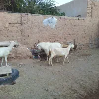 فروش بز سانن خانگی|حیوانات مزرعه|اصفهان, شهرستان|دیوار