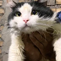 ۴ عدد گربه پرشین میکس|گربه|دزفول, |دیوار