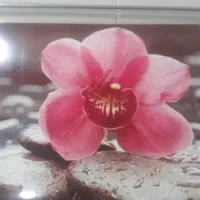 قاب فنری به همراه تصویر گل