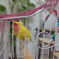 طوطی برزیلی