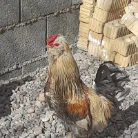 خروس
