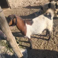 بزعدنی ماده