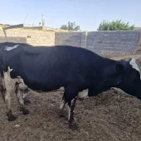 گاوابستن فروشی