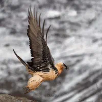 سیمکارت رند رند0919.394.0912