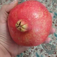 انار آبدار میخوش|خوردنی و آشامیدنی|یزد, |دیوار