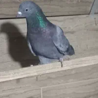 کبوتر .کفتر سبز