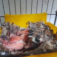 قناری رو جوجه|پرنده|قائمشهر, |دیوار