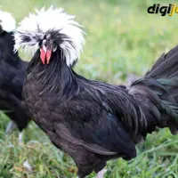 یک عددخروس زینتی سلطان سیاه نژادترکیه