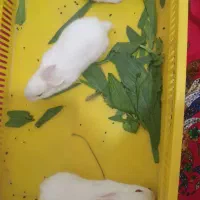 خرگوش سفید چشم قرمز