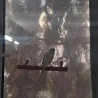 چهار عدد مرغ عشق پروانه ای|پرنده|مشهد, پروین اعتصامی|دیوار