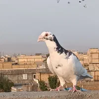 کبوتر