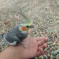 عروس هلندی