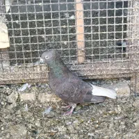 سرور دم‌سفید نر