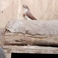 یدونه کبوتر گرگی نر|پرنده|ایواوغلی, |دیوار