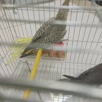 عروس هلندی دستی|پرنده|شهرضا, |دیوار