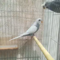 مرغ عشق رنگ خاص
