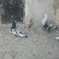 کبوترپلاکی|پرنده|فسا, |دیوار